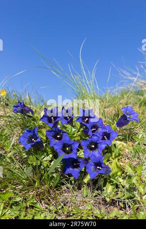 Enzian, Stielloser Enzian, Gentiana acaulis im Gras, blauer Himmel Stockfoto