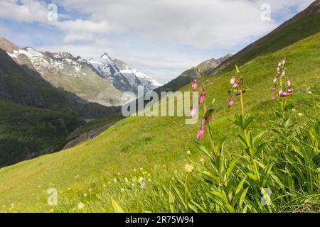 Turks Mützenlilie, Lily, Lilium Martagon vor der Bergkulisse mit Großglockner, Weitwinkel Stockfoto