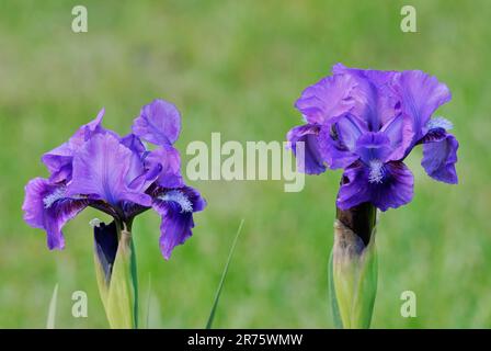 Zwei Zwerge Iris pumila Blumen, Nahaufnahme. Im Ziergarten. Unscharfer natürlicher grüner Hintergrund. Trencin, Slowakei Stockfoto