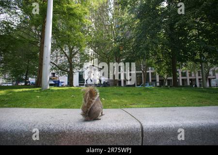 Eichhörnchen auf dem Spielplatz, der die Jubilee Gardens, London, Großbritannien, beobachtet Stockfoto