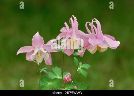 Kolumbinenblüten, Aquilegia flabellata Rose White, Nahaufnahme mit unscharfem natürlichen grünen Hintergrund. Pflanze im Ziergarten. Trencin, Slowakei Stockfoto