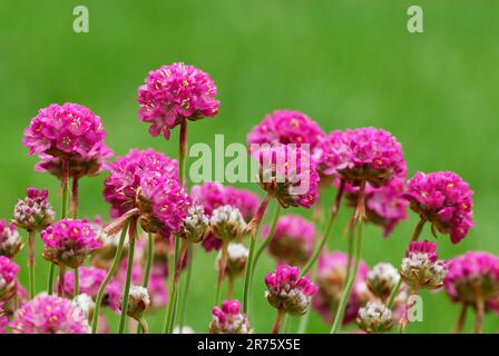 Blütenmeer, Armeria Maritima rosa Blumen, Schließung. Unscharfer natürlicher grüner Hintergrund. Im Ziergarten. Trencin, Slowakei Stockfoto