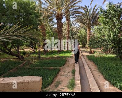 Spaziergang durch den Igrane-Garten in der Nähe von Merzouga, einer typischen landwirtschaftlichen Oase mit kleinen Kanälen, Marokko Stockfoto