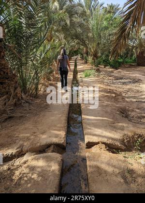 Spaziergang durch den Igrane-Garten in der Nähe von Merzouga, einer typischen landwirtschaftlichen Oase mit kleinen Kanälen, Marokko Stockfoto