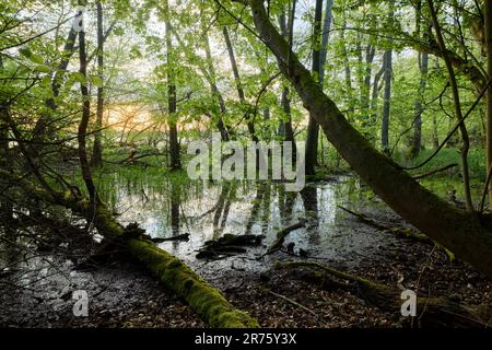 Deutschland, Mecklenburg-Vorpommern, Schwerin, Schweriner See, Ufer, Wald, Sonnenaufgang Stockfoto