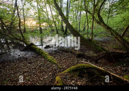 Deutschland, Mecklenburg-Vorpommern, Schwerin, Schweriner See, Ufer, Wald, Sonnenaufgang Stockfoto