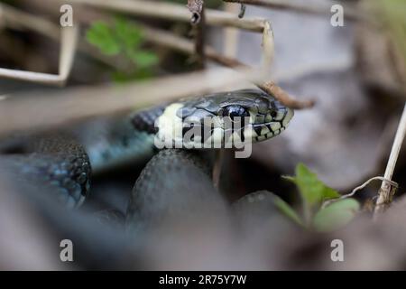 Grasschlange, Natrix natrix, Schlange, Kopf, Porträt Stockfoto