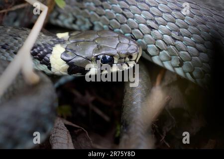 Grasschlange, Natrix natrix, Schlange, Kopf, Porträt Stockfoto