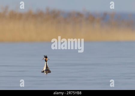 Great Crested Grebe, Podiceps Cristatus, Paar, Werbetafel Stockfoto