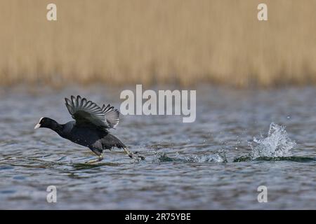 Coot, Lauf, Wasser, Fulica atra Stockfoto