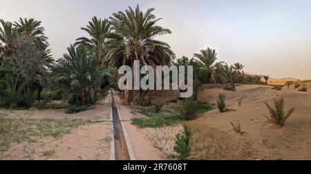 Spaziergang durch den Igrane-Garten in der Nähe von Merzouga, einer typischen landwirtschaftlichen Oase mit kleinen Kanälen, Marokko Stockfoto