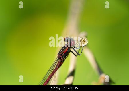 Rote Libelle auf einem Blatt Stockfoto