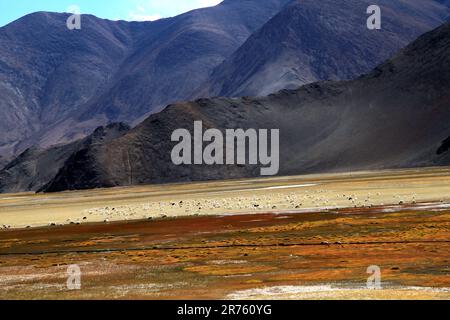 Eine weit offene Grasebene mit sanften Hügeln und sandiger Wüste im Hintergrund wird in dieser malerischen Landschaft dargestellt Stockfoto