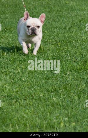 Französischer Bulldog, der auf Rasen in Richtung Kamera geht, um Platz für Kopien zu schaffen Stockfoto