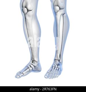 Knie- und Fußanatomie, Computerdarstellung. Stockfoto