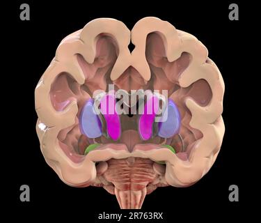 Computerdarstellung der Basalganglien mit Nucleus caudatus (violett), Putamen (blau) und lateralen Ventrikeln (dunkelrot). Stockfoto