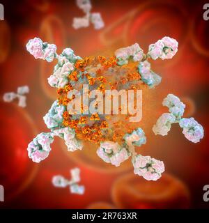 Antikörper (y-förmig), die auf eine Infektion mit dem neuen Coronavirus SARS-CoV-2 und die Zerstörung des Virus reagieren, konzeptionelle Computerdarstellung. T Stockfoto