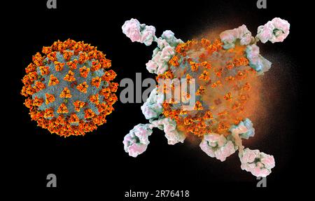 Antikörper (y-förmig), die auf eine Infektion mit dem neuen Coronavirus SARS-CoV-2 und die Zerstörung des Virus reagieren, konzeptionelle Computerdarstellung. T Stockfoto