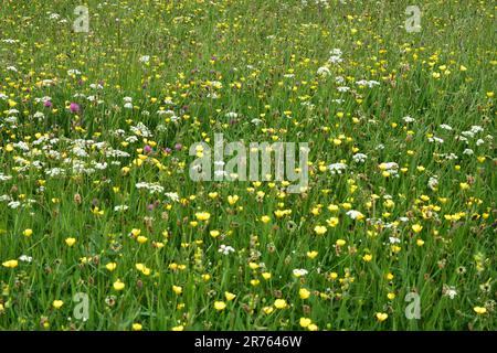 Low Newton am Meer, Wildblumen, Newton Haven, Northumberland Stockfoto