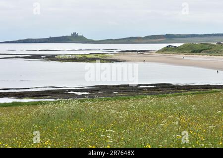 Low Newton am Meer, Wildblumen, Newton Haven, Northumberland Stockfoto
