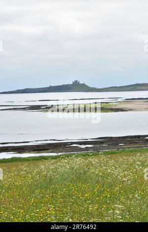 Low Newton am Meer, Wildblumen, Newton Haven, Northumberland Stockfoto
