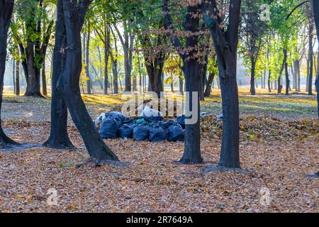 Fotografie auf Themensäcken mit Blättern im Wald über die natürliche Natur im Hintergrund, Foto bestehend aus großen Säcken mit Blättern zu Wäldern zwischen hohen Bäumen, groß Stockfoto