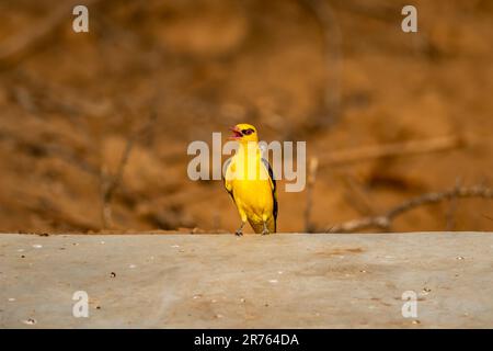 Indisches goldenes Oriole oder Oriolus Kundoo wunderschöner gelber Vogel in der Familie der Oriole, der im Wald von zentralindien lebt Stockfoto