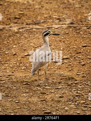 Burhinus indicus oder indischer Steincurlew oder indisches dickes Knieporträt im ranthambore Nationalpark Tigerreservat sawai madhopur rajasthan india asia Stockfoto