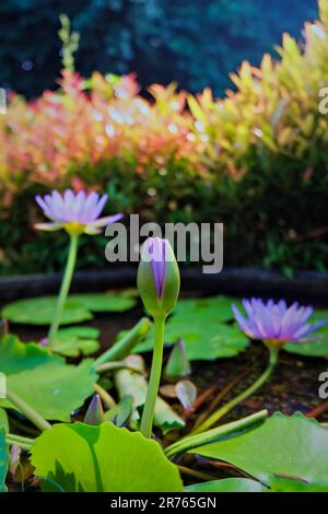 Lila Lotusblüten wachsen auf dem See, Lotusblüten Natur Hintergrund Stockfoto