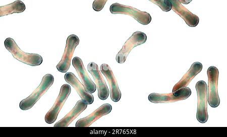 Corynebacterium diphtheriae, Computerdarstellung. C. diphtheriae ist ein gram-positives, stabförmiges Bakterium, das durch ein Atemtröpfchen übertragen wird Stockfoto