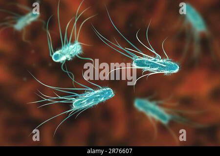 Escherichia coli Bakterien, Computer-Illustration. E. coli ist ein stabförmiges Bakterium (Bazillus). Seine Zellmembran ist mit feinen Filamenten bedeckt, die so genannte Stockfoto