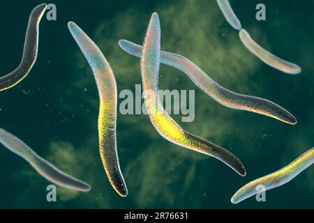 Fusobakterien, Computerdarstellung. Gramnegative, anaerobe, nicht bewegliche, stabförmige Prokaryoten (gekennzeichnet durch eine lange, schlanke Form und Stockfoto