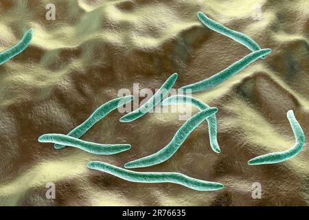 Fusobakterien, Computerdarstellung. Gramnegative, anaerobe, nicht bewegliche, stabförmige Prokaryoten (gekennzeichnet durch eine lange, schlanke Form und Stockfoto