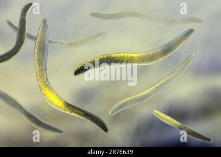 Fusobakterien, Computerdarstellung. Gramnegative, anaerobe, nicht bewegliche, stabförmige Prokaryoten (gekennzeichnet durch eine lange, schlanke Form und Stockfoto