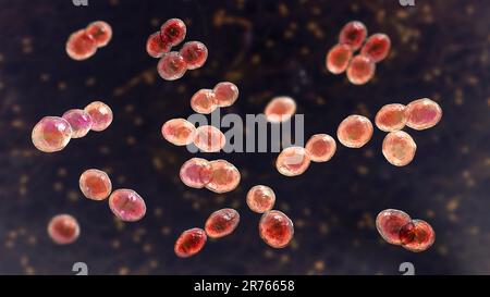 Bakterien Lactococcus, Computerdarstellung. Gram-positive Kokken, Milchsäurebakterien, die in der Milchindustrie in der Käseherstellung verwendet werden. Sie waren Isol Stockfoto