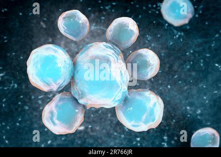 Pilze Paracoccidioides lutzii, ein dimorpher Pilz, einer der Erreger der Paracoccidioidomykose, zusammen mit Paracoccidioides brasiliensis, Stockfoto