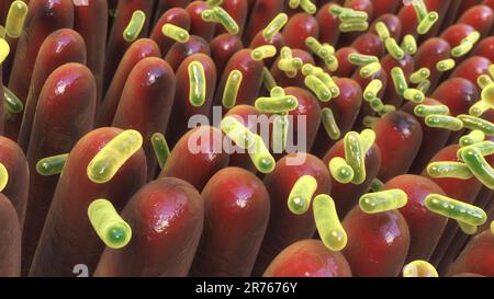 Mikrobiota des menschlichen Darmes, Computerdarstellung. Stockfoto