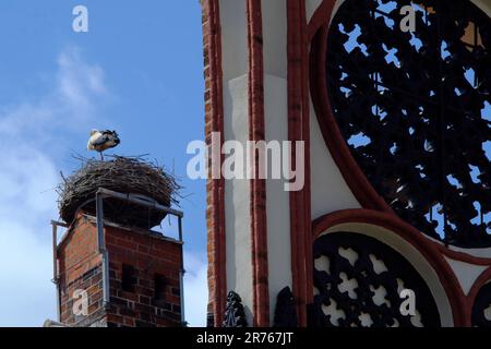 Das mittelalterliche Rathaus in Tangermunde hat Störche auf dem Dach Stockfoto