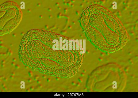 Monkeypox-Viruspartikel, Abbildung. Monkeypox-Viruspartikel bestehen aus einem DNA-Genom (Desoxyribonukleinsäure), das von einem Proteinmantel A umgeben ist Stockfoto