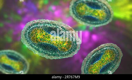 Molluscum contagiosum-Virus, Computerdarstellung. Ein DNA-Virus aus der Pockenvirusfamilie, das Hautinfektionen mit zahlreichen kleinen erhabenen Kuppelform verursacht Stockfoto