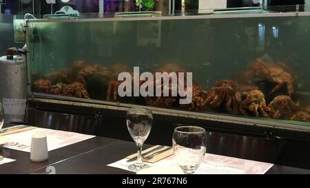 Krabben im Fischbecken eines Restaurants in Ushuaia Stockfoto