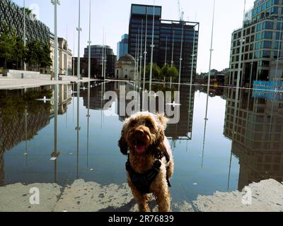 Cockapoo spielt im Brunnen in Birmingham, Großbritannien Stockfoto