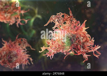 Amöbe, Computer-Illustration. Stockfoto