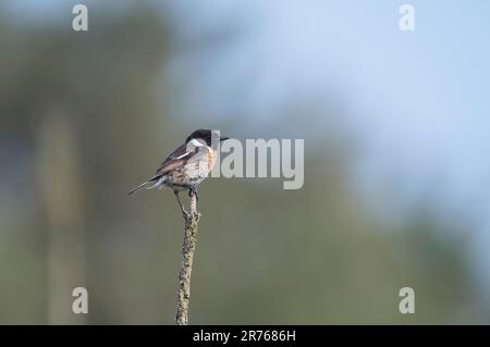 Männliches Europäisches Steinechat (Saxicola rubicola) Stockfoto
