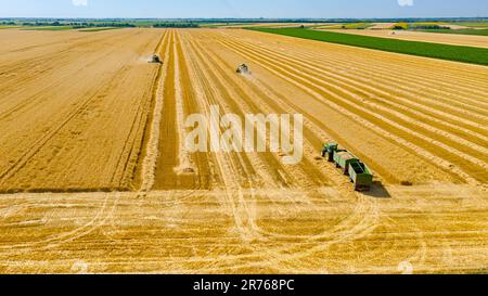 Luftaufnahme über zwei landwirtschaftliche Erntemaschinen, Mähdrescher beim Schneiden und Ernten von reifem Weizen auf landwirtschaftlichen Feldern. Traktor mit zwei Anhängern ist bereit Stockfoto