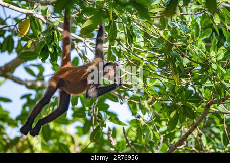 Die vom Aussterben bedrohte Klammeraffe Geoffroy (Ateles geoffroyi) füttert sich in Bosque del Cabo, Osa Peninsula, Costa Rica. Stockfoto