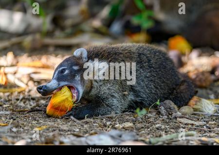 Weissnasen-Nasua Narica, Fütterung von gefallenen Früchten. Foto von Boca tapada, Costa Rica. Stockfoto