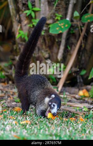 Weissnasen-Nasua Narica, Fütterung von gefallenen Früchten. Foto von Boca tapada, Costa Rica. Stockfoto