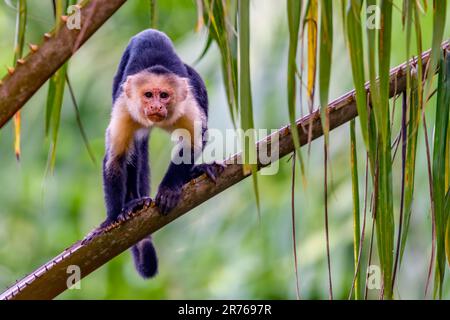 Panamaischer weißer Kapuziner (Cebus-Imitator) von der Halbinsel Osa, Costa Rica. Stockfoto