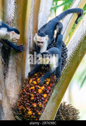 Panamaische Weissgesichter-Kapuziner (Cebus-Imitator), die sich von Früchten ernähren. Foto von der Osa-Halbinsel, Costa Rica. Stockfoto